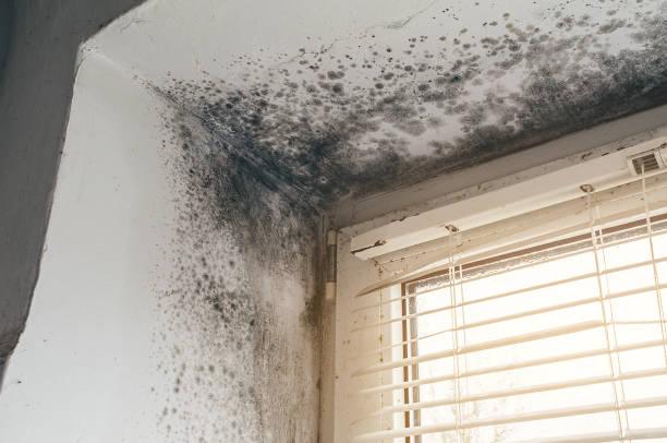 Affordable Mold Removal solutions in Hillsborough, NJ